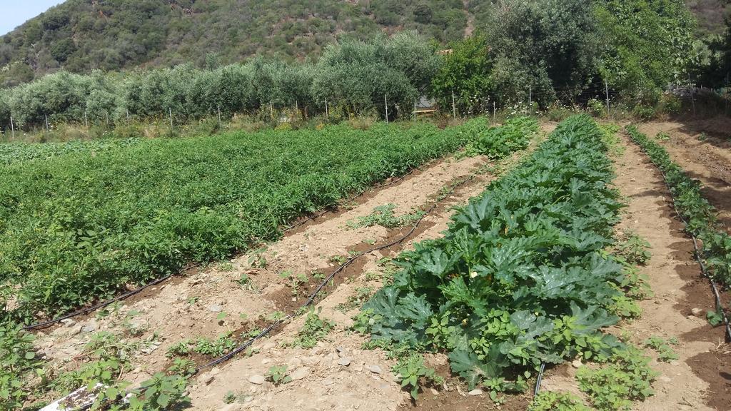 הוילה פלומינימאג'ורה Majori מראה חיצוני תמונה